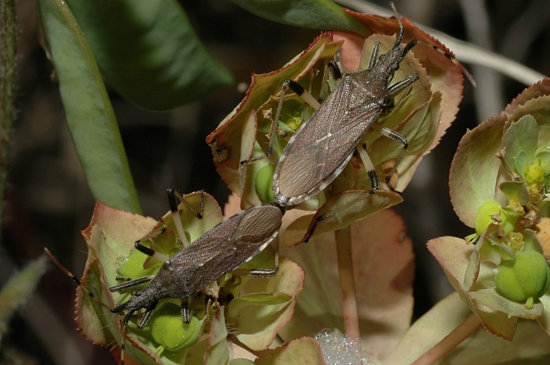 Due Heteroptera... Dicranocephalus agilis e Tritomegas?