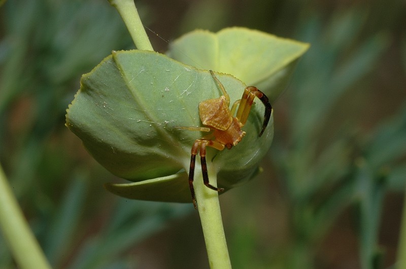 Thomisus onustus maschio adulto