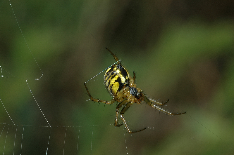 Mangora acalypha,Runcinia grammica,Frontinellina frutetorum