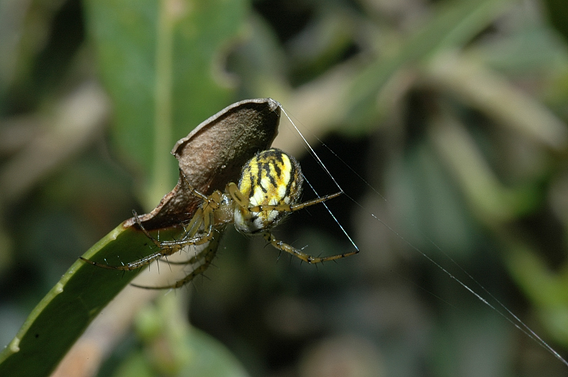 Mangora acalypha,Runcinia grammica,Frontinellina frutetorum
