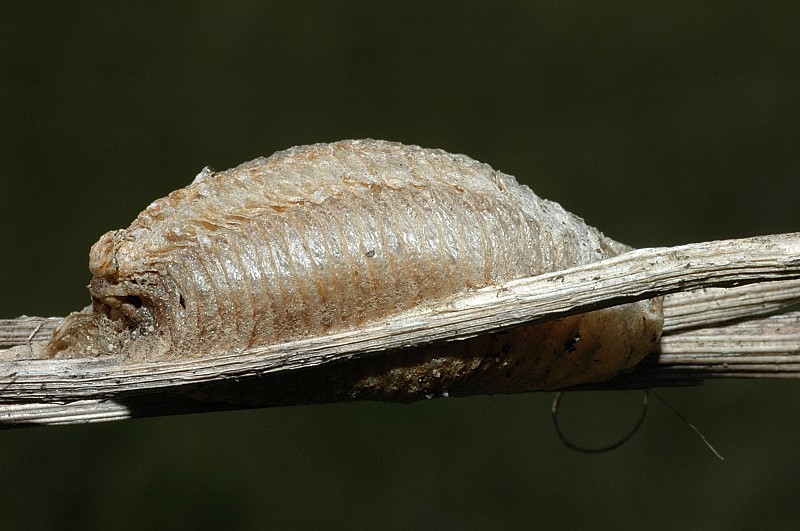 Che meraviglia: Mantis religiosa appena nate