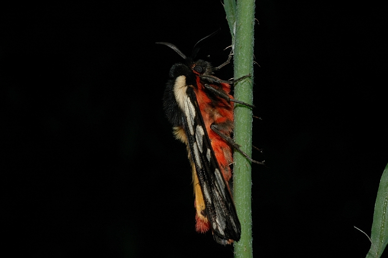 Arctia villica