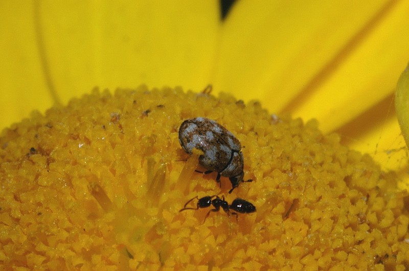 Anthrenus verbasci (Coleottero, Dermestidae)