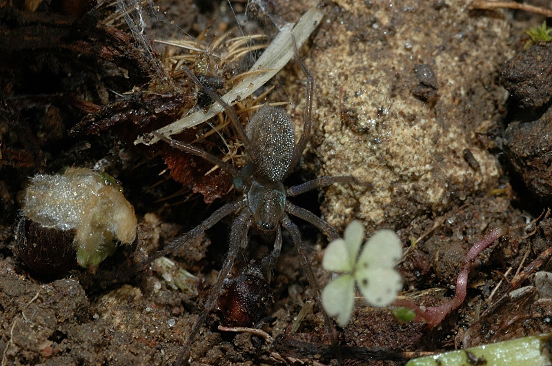 Agelenidae