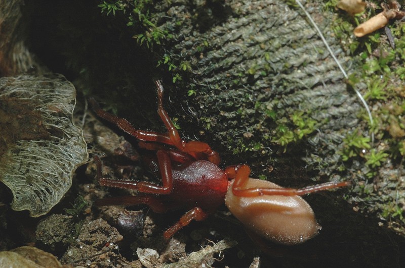 Dysdera sp.