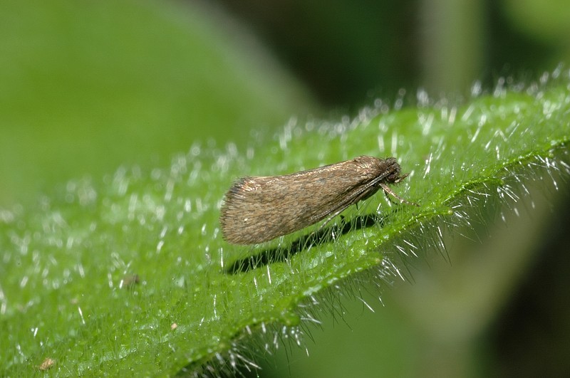 Piccola falena bianca