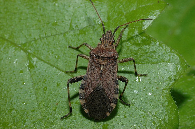 Ceraleptus gracilicornis