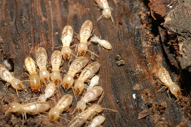 Termite Reticulitermes lucifugus