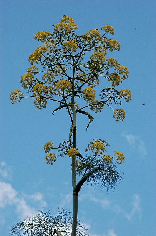 Ferula communis / Ferula comune