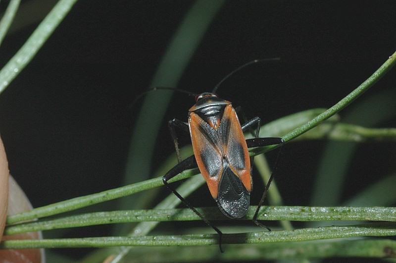 Altro emittero eterottero: Calocoris nemoralis