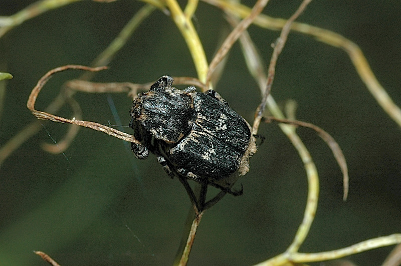 Valgus hemipterus