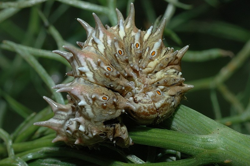 Bellissimo bruco di Apochima flabellaria