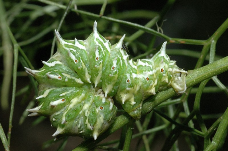 Bellissimo bruco di Apochima flabellaria