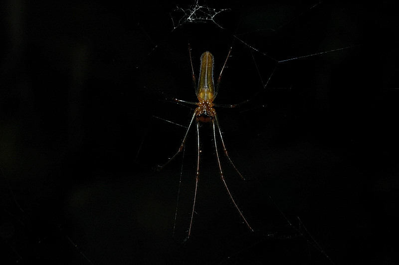 Tetragnatha sp.