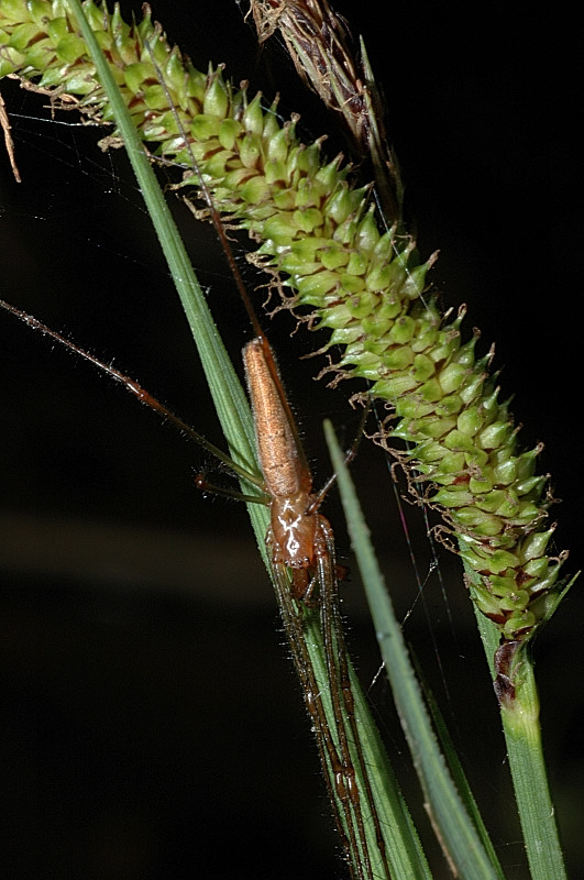 Tetragnatha sp.