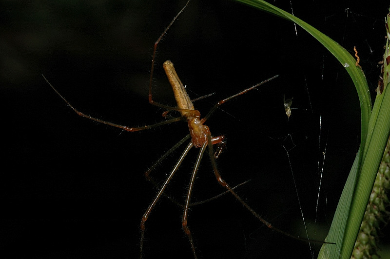 Tetragnatha sp.