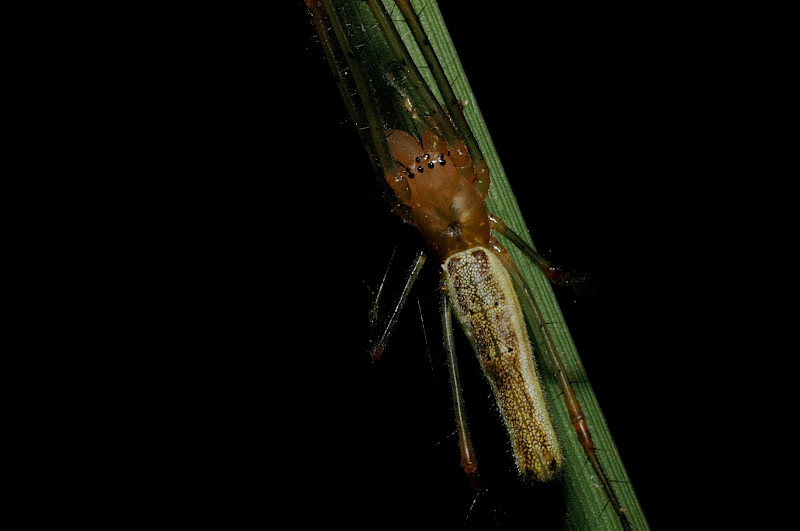 Tetragnatha sp.
