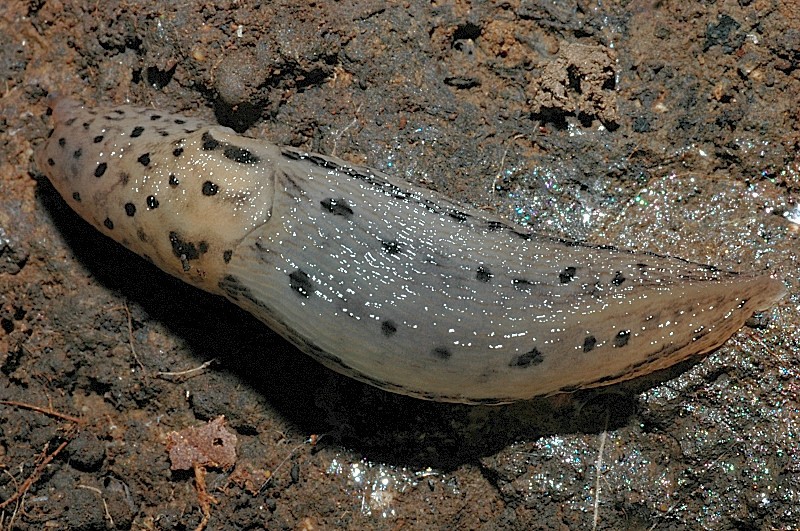 Limax maximus da Cerveteri (RM)