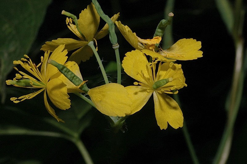 Chelidonium majus / Celidonia