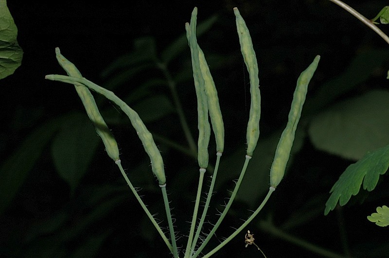 Chelidonium majus / Celidonia