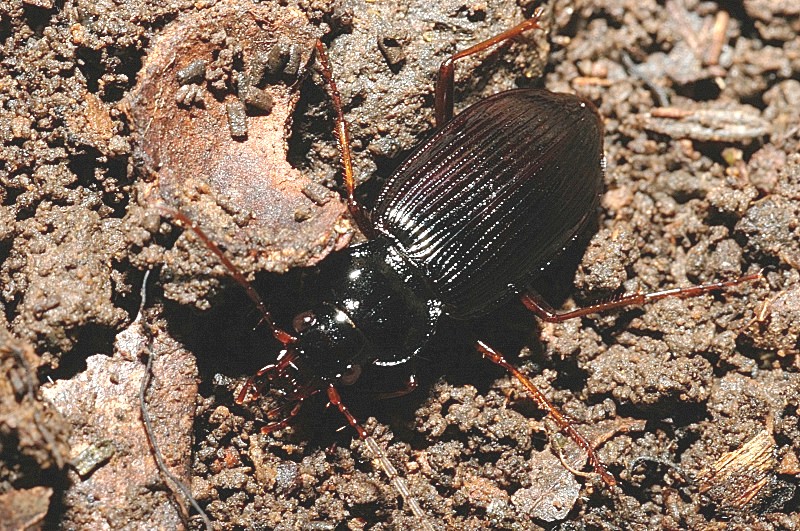 Nebria brevicollis