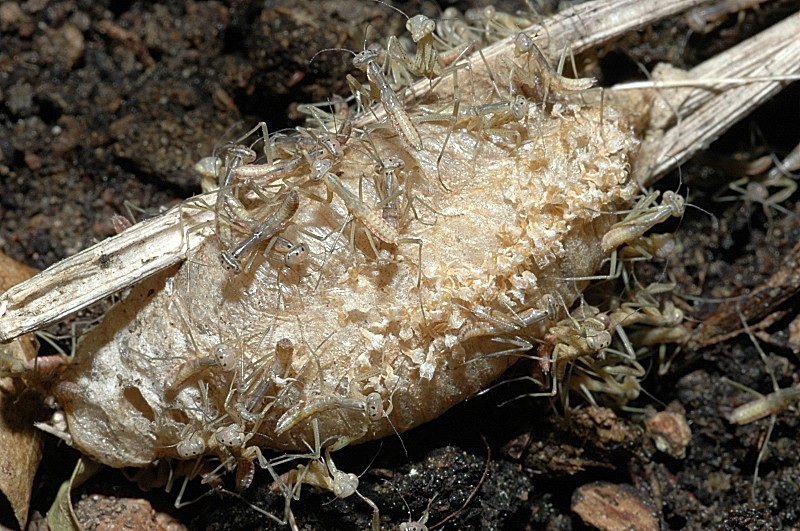 Che meraviglia: Mantis religiosa appena nate