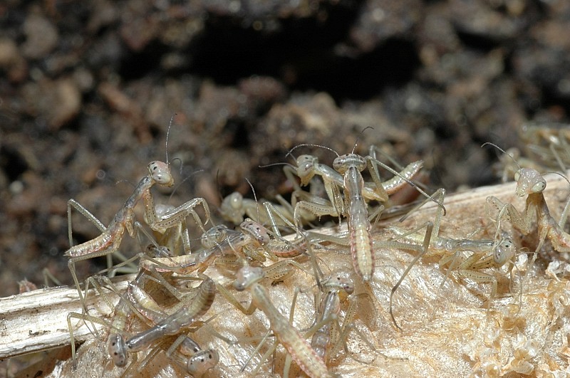 Che meraviglia: Mantis religiosa appena nate