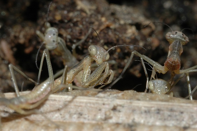 Che meraviglia: Mantis religiosa appena nate