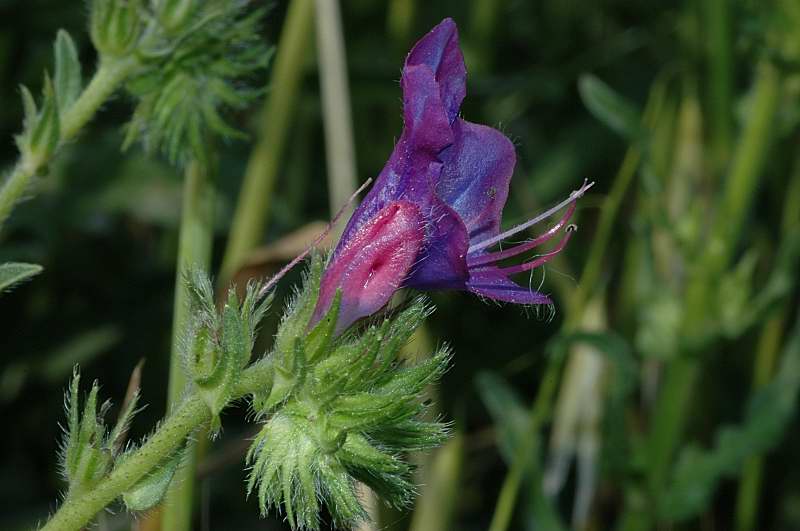 Echium vulgare / Erba viperina azzurra