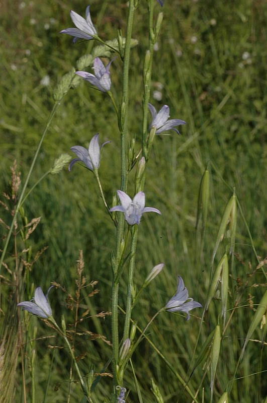 Campanula rapunculus / Raperonzolo