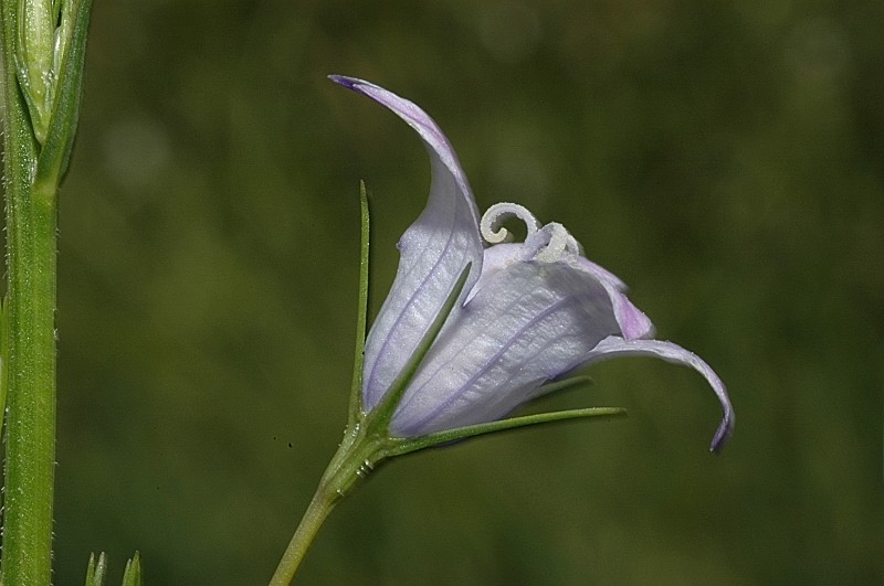 Campanula rapunculus / Raperonzolo