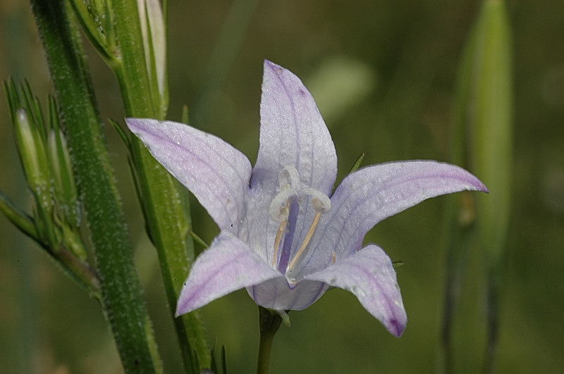 Campanula rapunculus / Raperonzolo