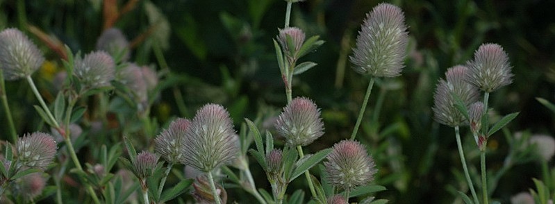 Trifolium arvense / Trifoglio arvense