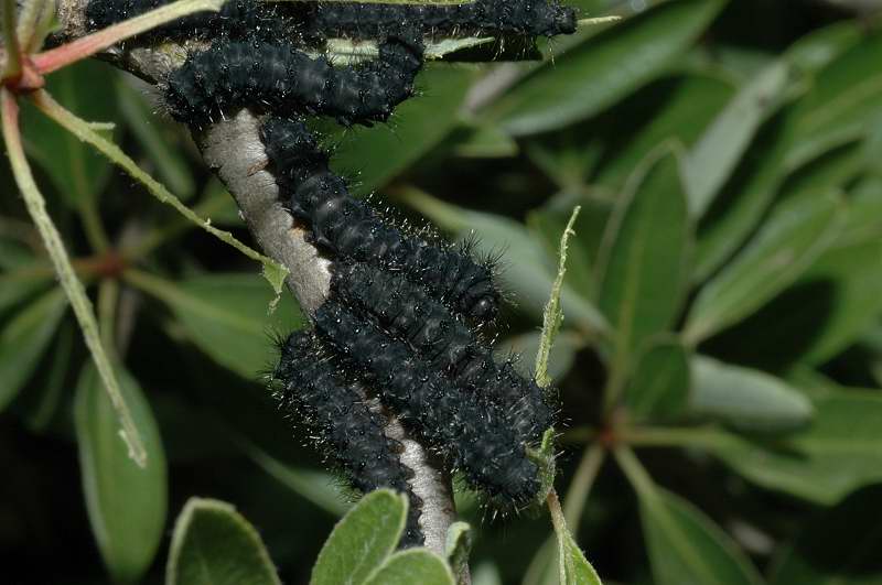 Bruchi di Saturnia pavoniella