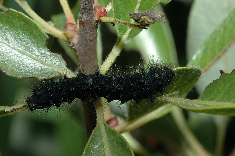 Bruchi di Saturnia pavoniella