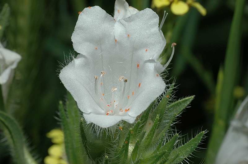 Echium vulgare / Erba viperina azzurra
