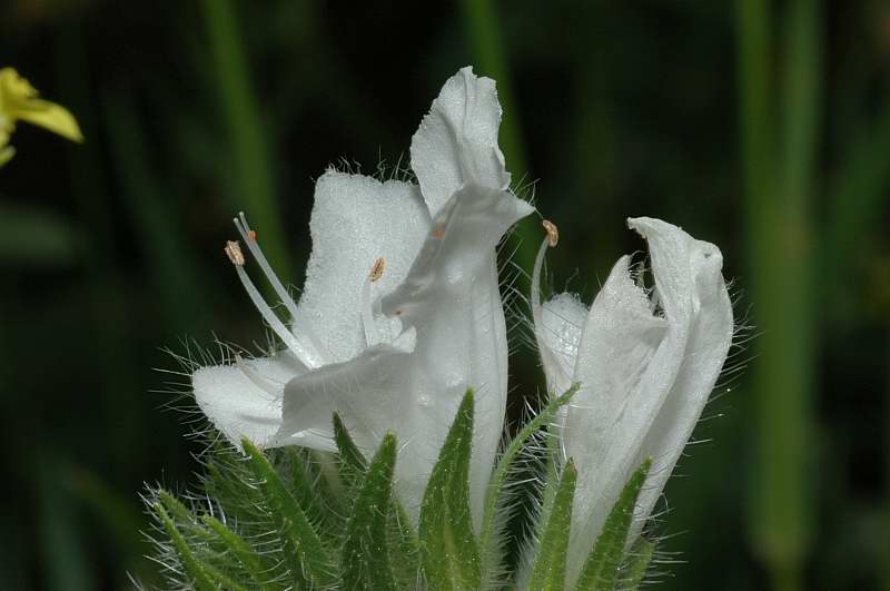 Echium vulgare / Erba viperina azzurra