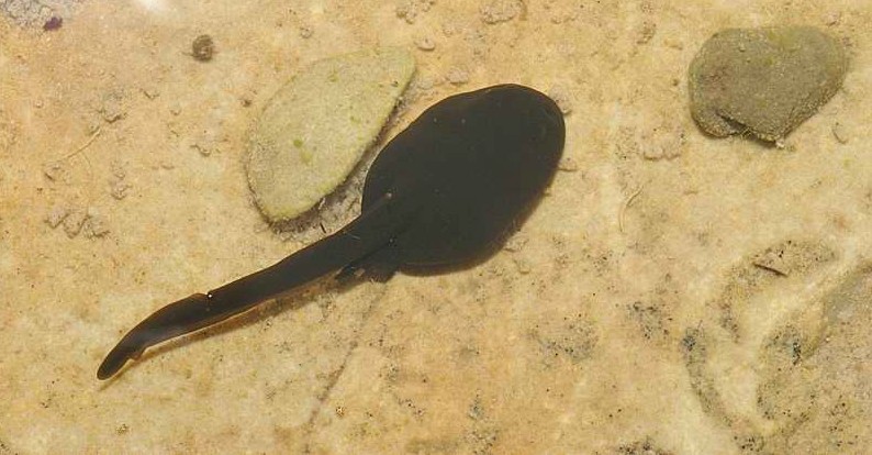 Monti della Tolfa: Rio fiume