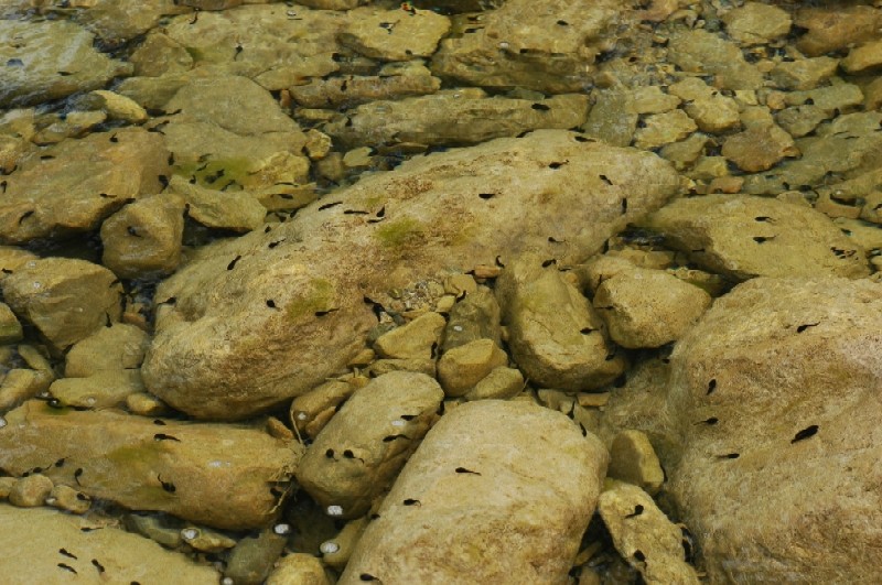 Monti della Tolfa: Rio fiume