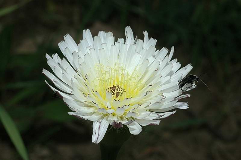Urospermum dalechampii / Boccione maggiore