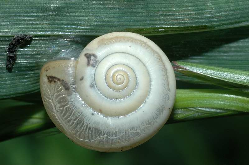 Chiocciola molto depressa: Trochoidea elegans