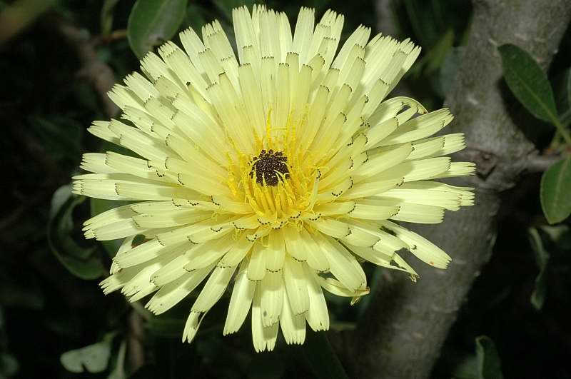 Urospermum dalechampii / Boccione maggiore