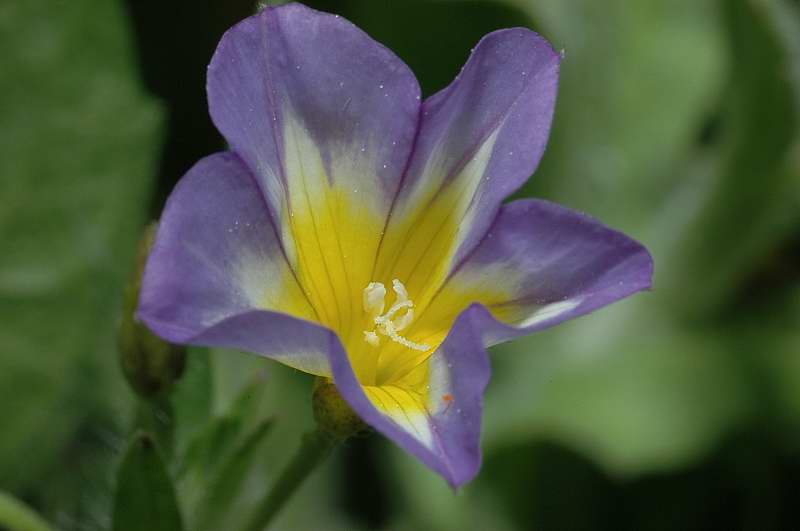 Convolvulus pentapetaloides / Vilucchio a cinque petali