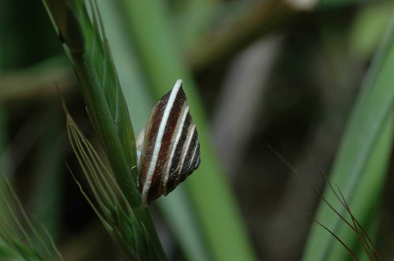 Chiocciola molto depressa: Trochoidea elegans