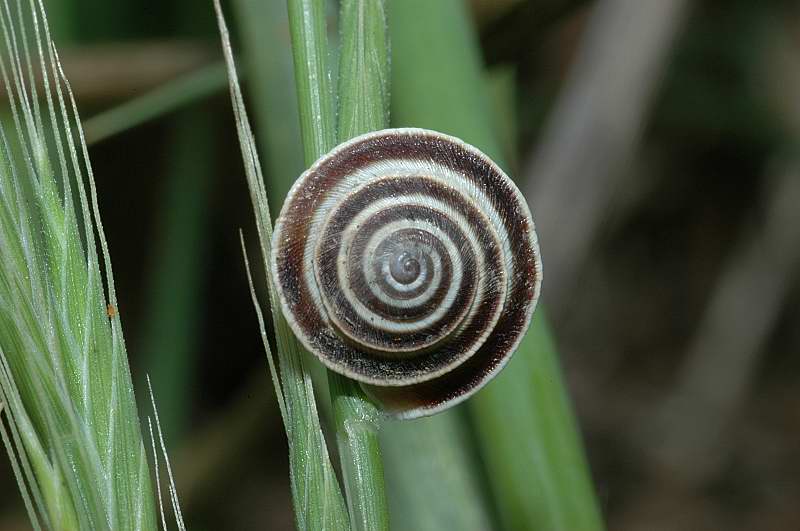 Chiocciola molto depressa: Trochoidea elegans