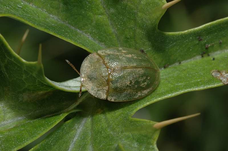 Cassida rubiginosa su carciofo