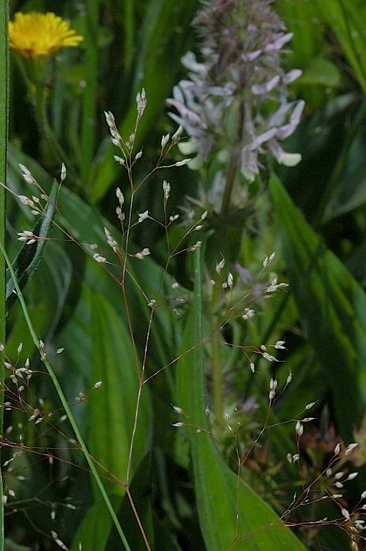 Aira elegans / Nebbia minore
