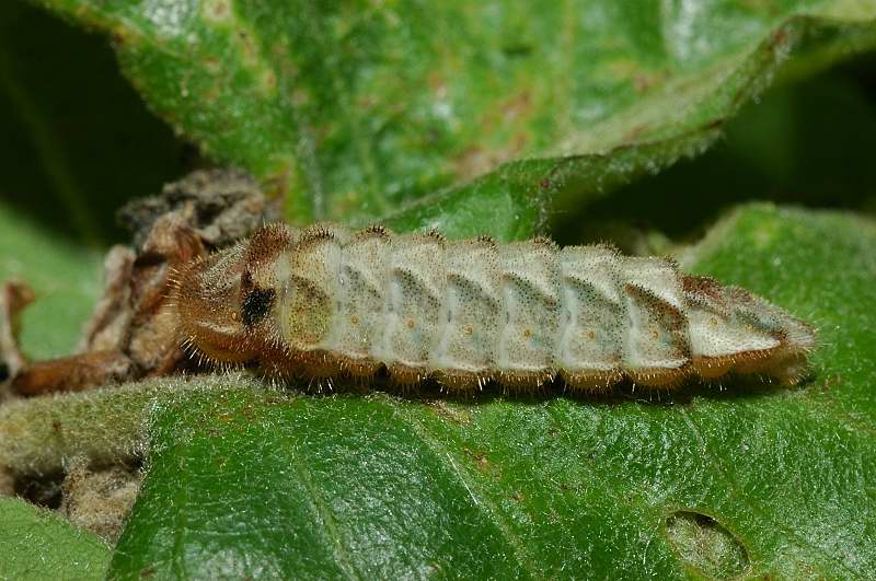 Bruchi stupendi, criptici: Quercusia quercus