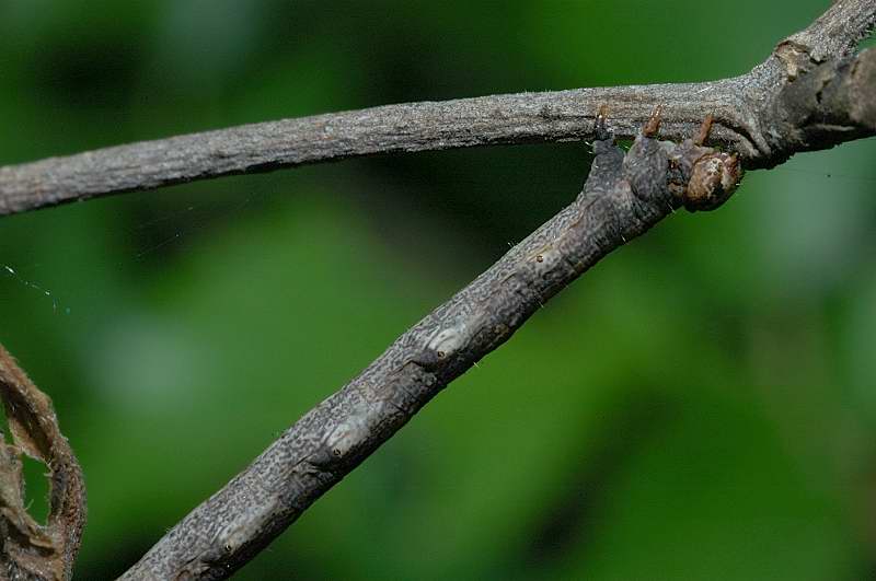 Bruchi stupendi, criptici: Quercusia quercus