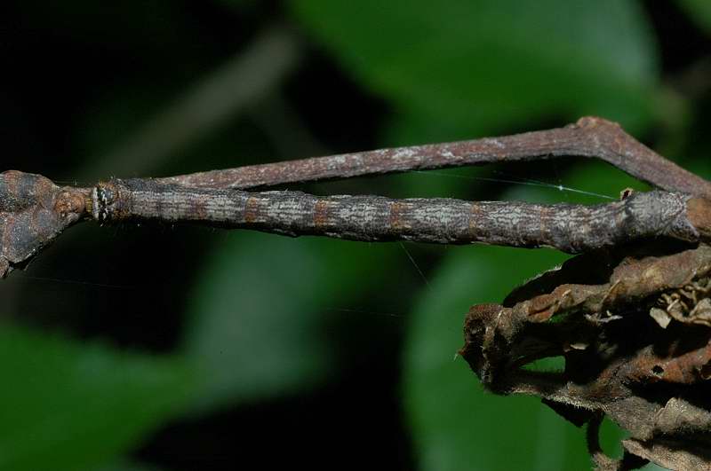 Bruchi stupendi, criptici: Quercusia quercus